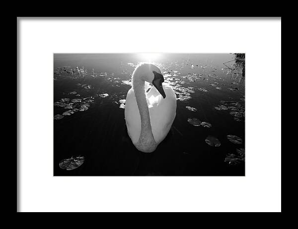 A Female Swan - Framed Print