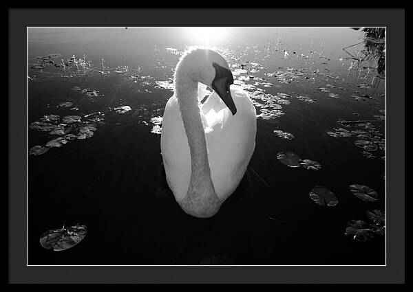 A Female Swan - Framed Print