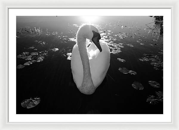 A Female Swan - Framed Print