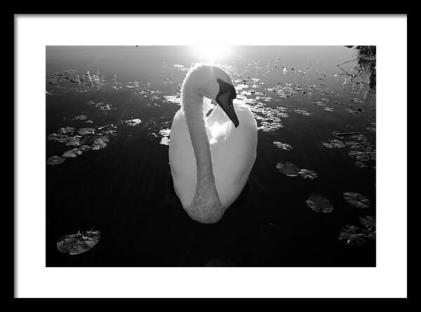 A Female Swan - Framed Print