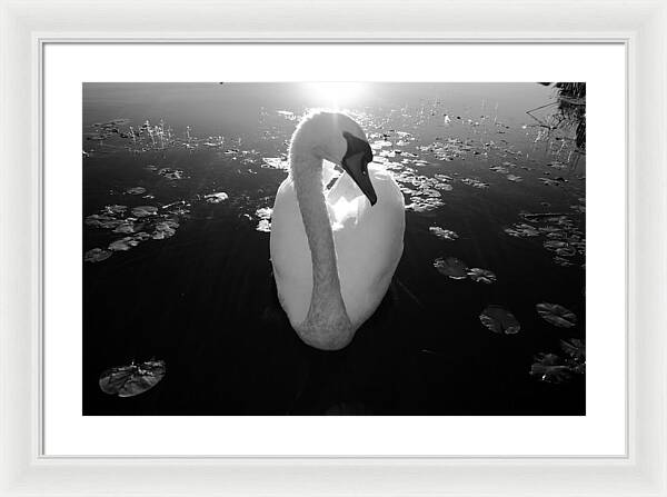 A Female Swan - Framed Print