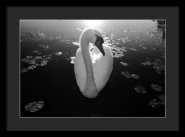 A Female Swan - Framed Print