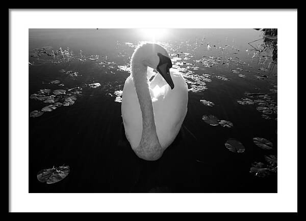 A Female Swan - Framed Print