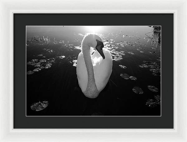 A Female Swan - Framed Print