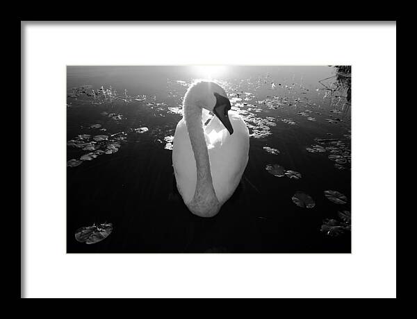 A Female Swan - Framed Print