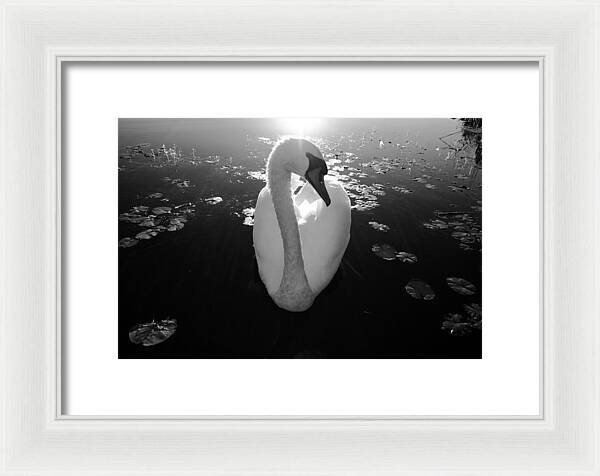 A Female Swan - Framed Print