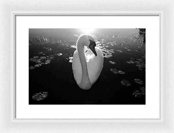 A Female Swan - Framed Print