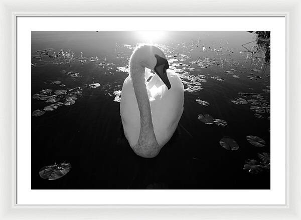 A Female Swan - Framed Print