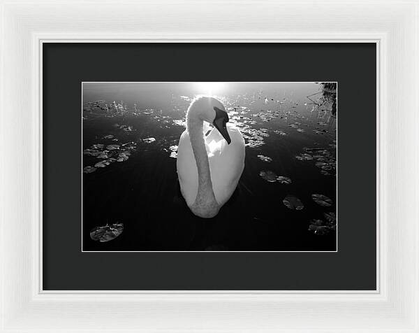 A Female Swan - Framed Print