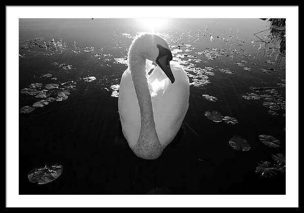 A Female Swan - Framed Print