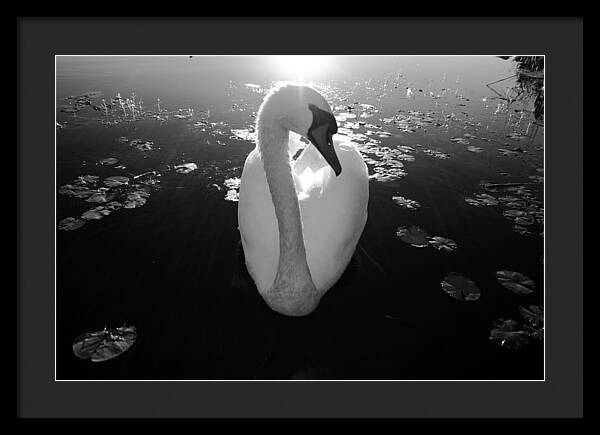 A Female Swan - Framed Print