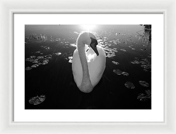 A Female Swan - Framed Print