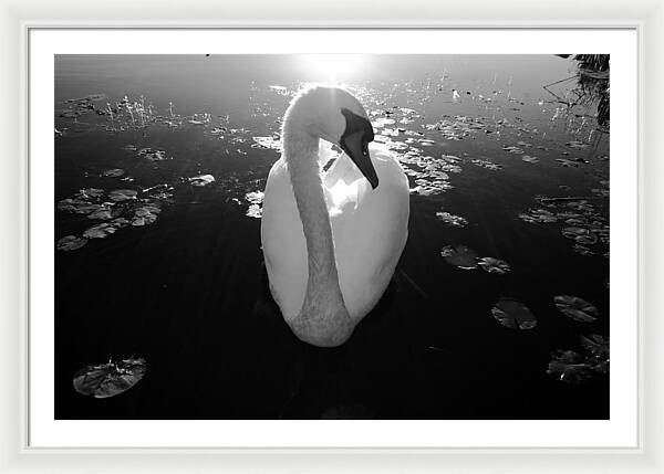 A Female Swan - Framed Print