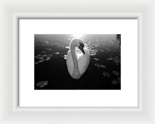 A Female Swan - Framed Print