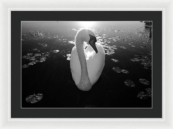 A Female Swan - Framed Print