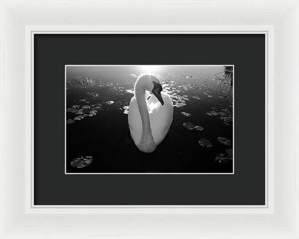 A Female Swan - Framed Print