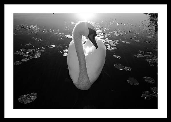 A Female Swan - Framed Print