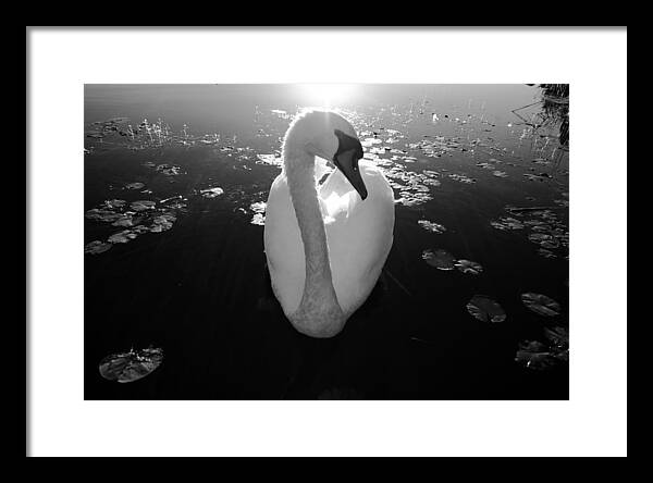 A Female Swan - Framed Print