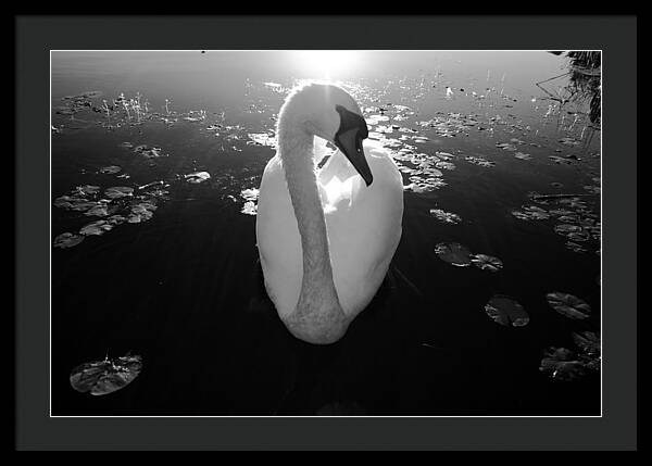 A Female Swan - Framed Print