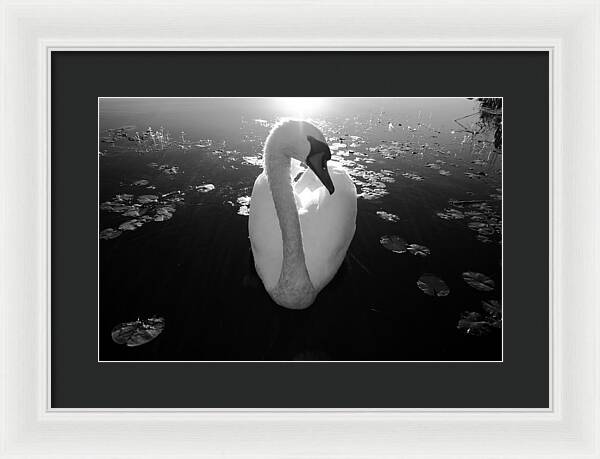 A Female Swan - Framed Print