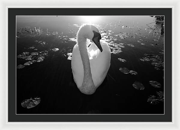 A Female Swan - Framed Print