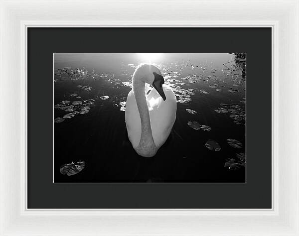 A Female Swan - Framed Print