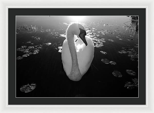 A Female Swan - Framed Print