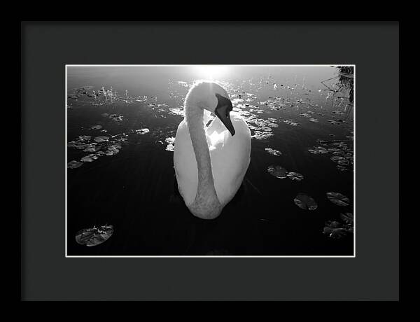 A Female Swan - Framed Print