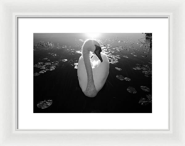 A Female Swan - Framed Print