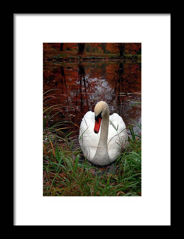 Autumn Nature Photography - Framed Print