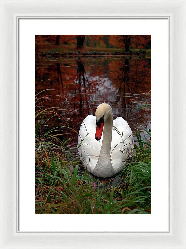 Autumn Nature Photography - Framed Print