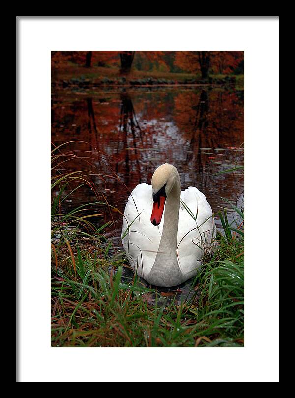 Autumn Nature Photography - Framed Print