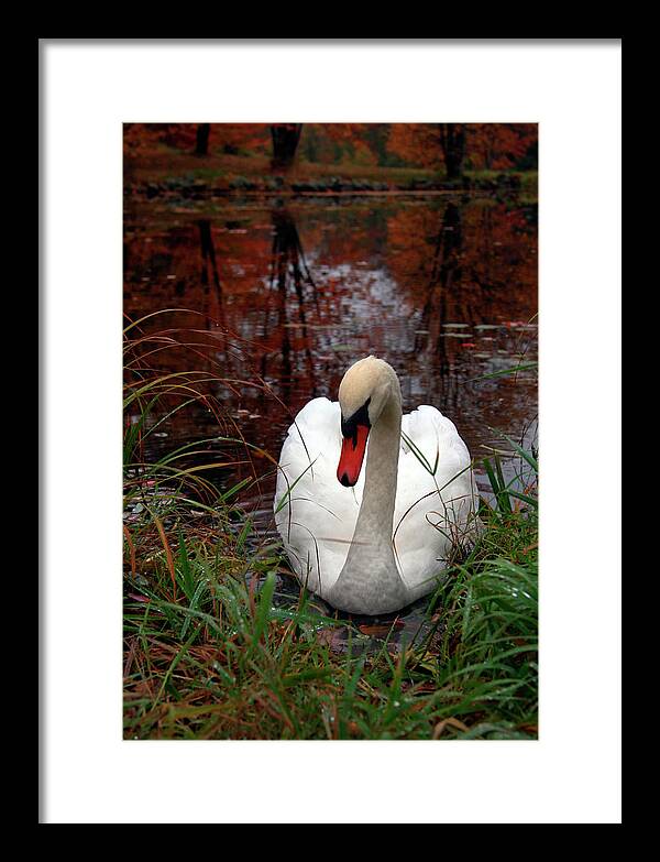 Autumn Nature Photography - Framed Print