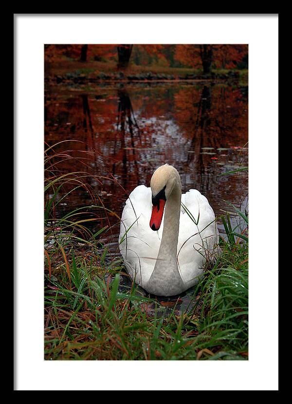 Autumn Nature Photography - Framed Print