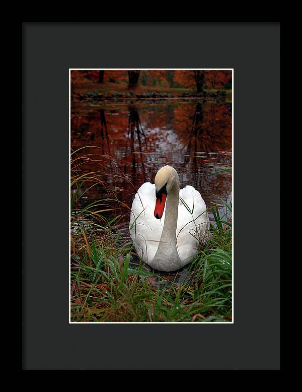 Autumn Nature Photography - Framed Print