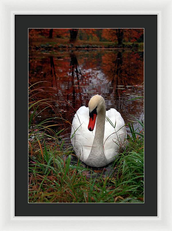 Autumn Nature Photography - Framed Print