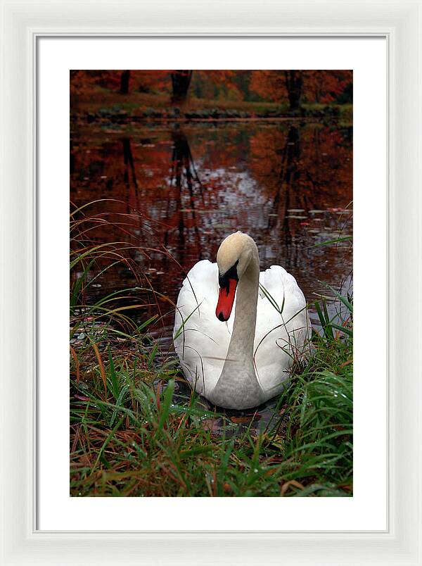 Autumn Nature Photography - Framed Print