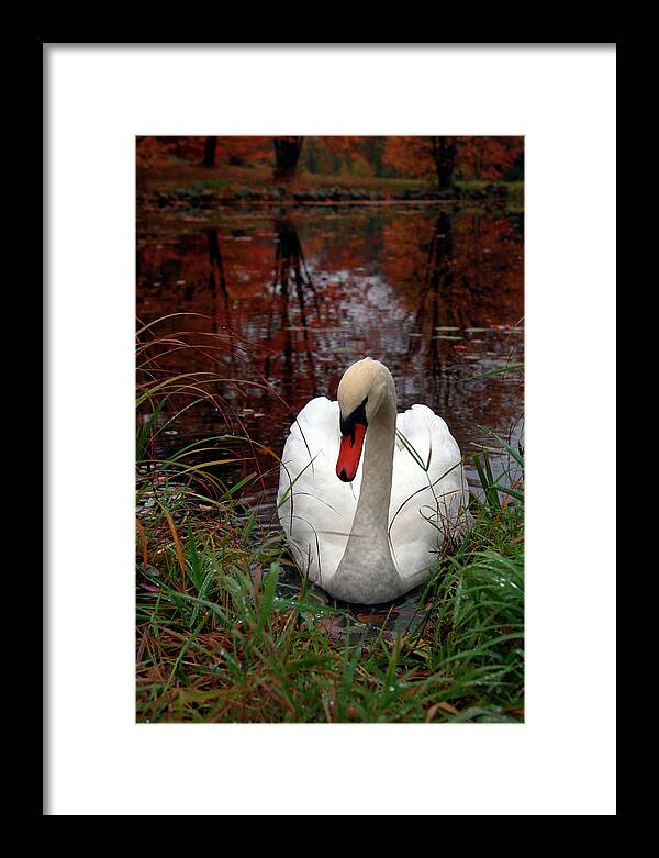 Autumn Nature Photography - Framed Print