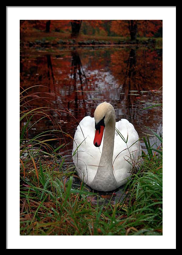 Autumn Nature Photography - Framed Print