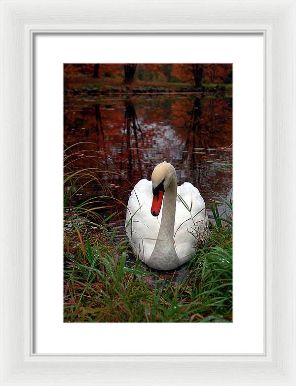 Autumn Nature Photography - Framed Print