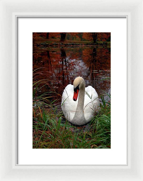 Autumn Nature Photography - Framed Print