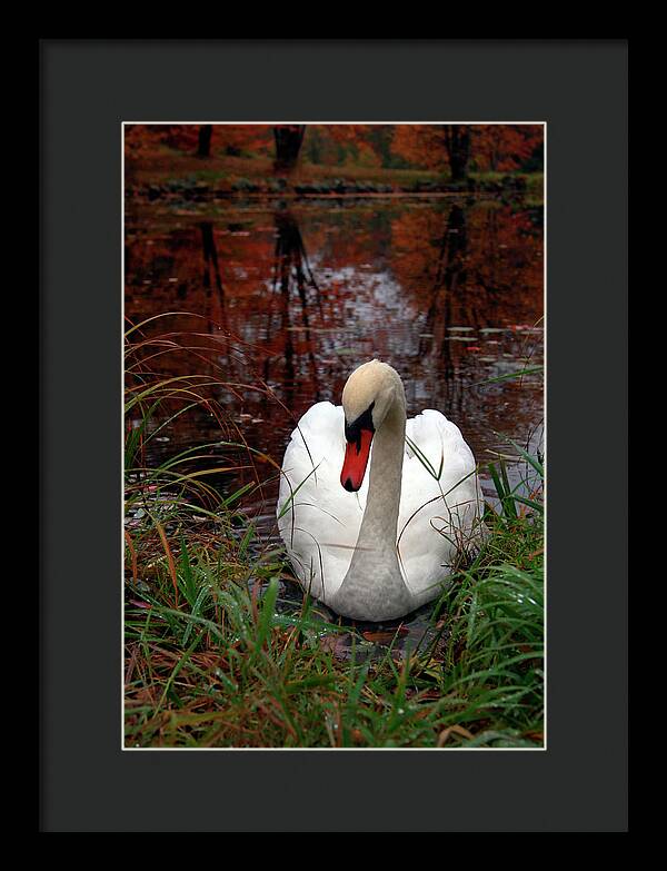 Autumn Nature Photography - Framed Print