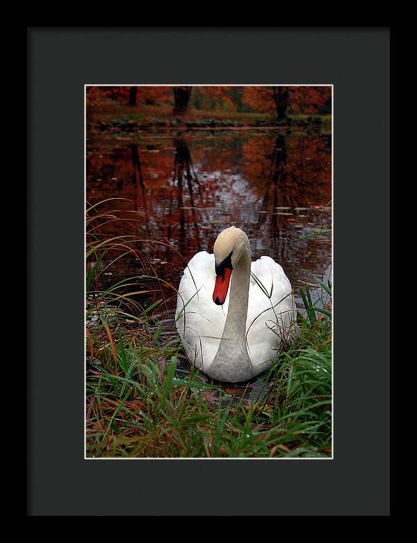 Autumn Nature Photography - Framed Print