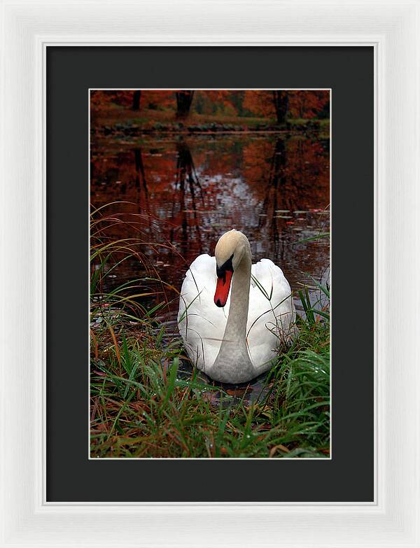 Autumn Nature Photography - Framed Print