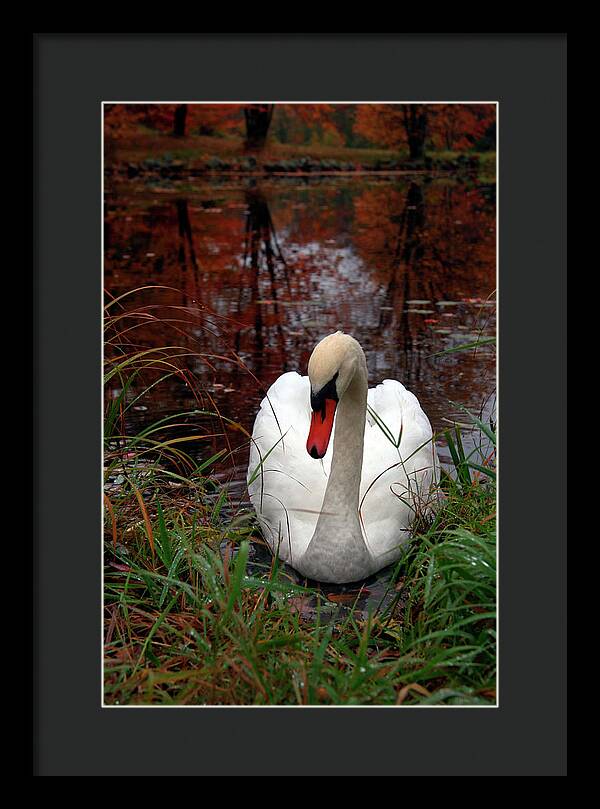 Autumn Nature Photography - Framed Print