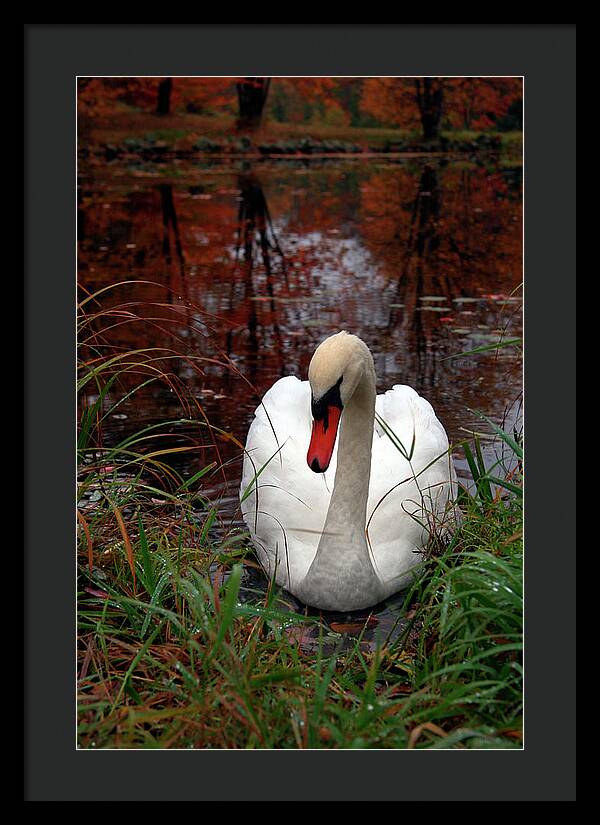 Autumn Nature Photography - Framed Print