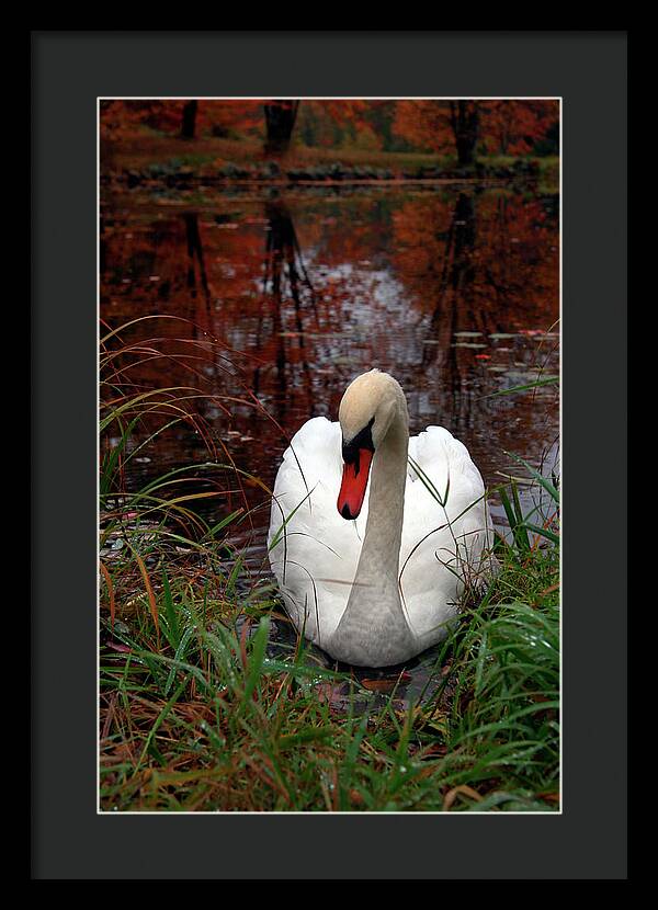 Autumn Nature Photography - Framed Print