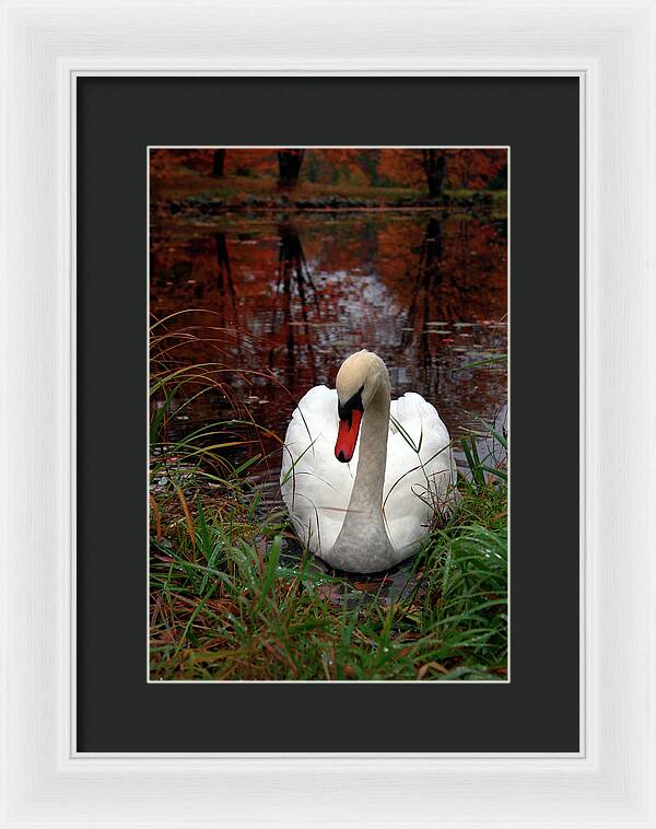 Autumn Nature Photography - Framed Print