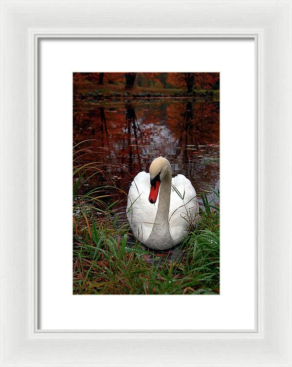 Autumn Nature Photography - Framed Print