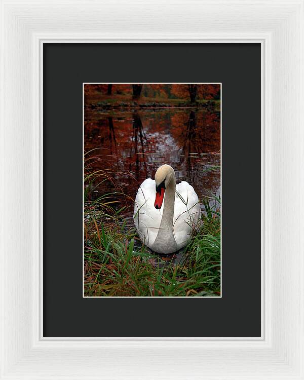 Autumn Nature Photography - Framed Print